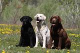 LABRADOR 978